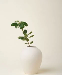 August Sage Solenne Vase - Crema