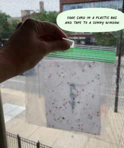 Cute Root Made In USA Colorful Menorah Plantable Cards - 10 Pack 9 Cute Root Made In USA Colorful Menorah Plantable Cards - 10 Pack