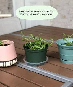 Cute Root Sympathy Variety Plantable Cards - 10 Pack