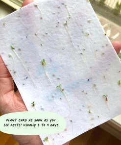 Cute Root Thanks Dots Plantable Cards - 10 Pack 12 Cute Root Thanks Dots Plantable Cards - 10 Pack