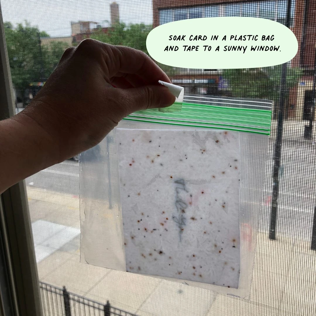 Cute Root Thanks Dots Plantable Cards - 10 Pack 3 Cute Root Thanks Dots Plantable Cards - 10 Pack