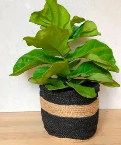 Amante Marketplace Home Goods Jute Planter