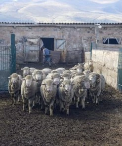 Kyrgies Men's Wool Tengries Slippers - Charcoal