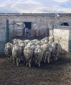 Kyrgies Men's Wool Tengries Slippers - Navy