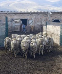 Kyrgies Men's Classic Sole Low Back Wool Slippers - Navy