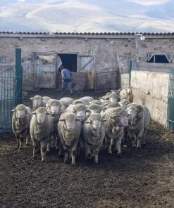 Kyrgies Men's Molded Sole Low Back Wool Slippers - Plum Best Sellers 19 Kyrgies Men's Molded Sole Low Back Wool Slippers - Plum Best Sellers