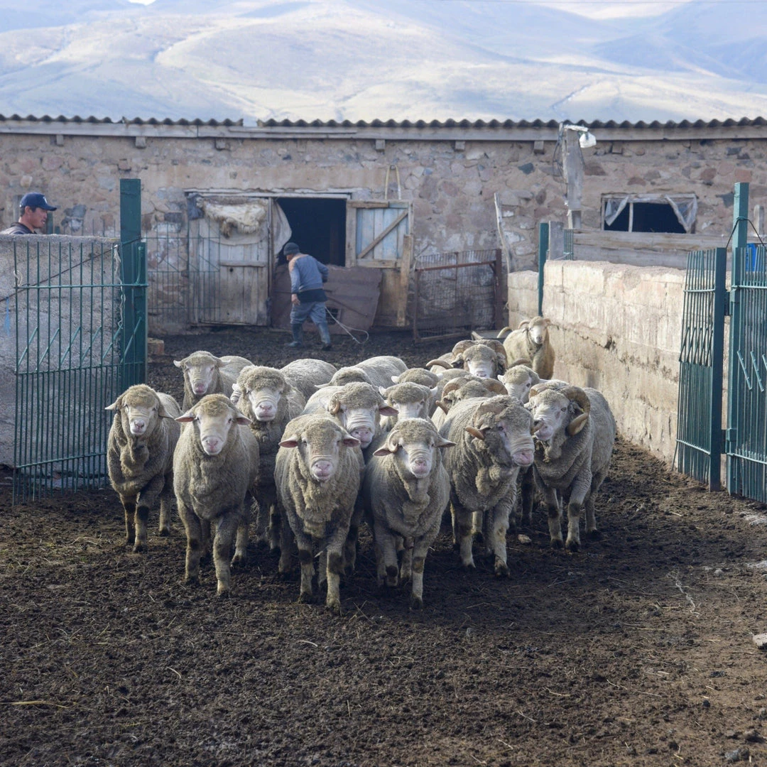 Kyrgies Men's Molded Sole Low Back Wool Slippers - Plum Best Sellers 10 Kyrgies Men's Molded Sole Low Back Wool Slippers - Plum Best Sellers