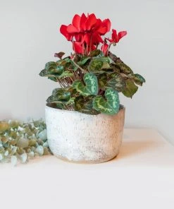 Moonshine Design Speckled Stoneware Planter