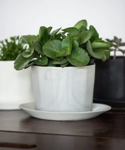 The Bright Angle Native Porcelain Planter - Silk White Home Goods