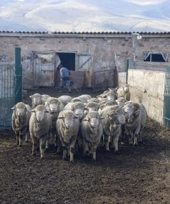 Kyrgies Women's Tengries Walkabout Wool Slippers Best Sellers