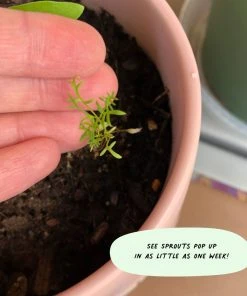 Cute Root You Grow Girl Plantable Cards - 10 Pack Greeting Cards 11 Cute Root You Grow Girl Plantable Cards - 10 Pack Greeting Cards